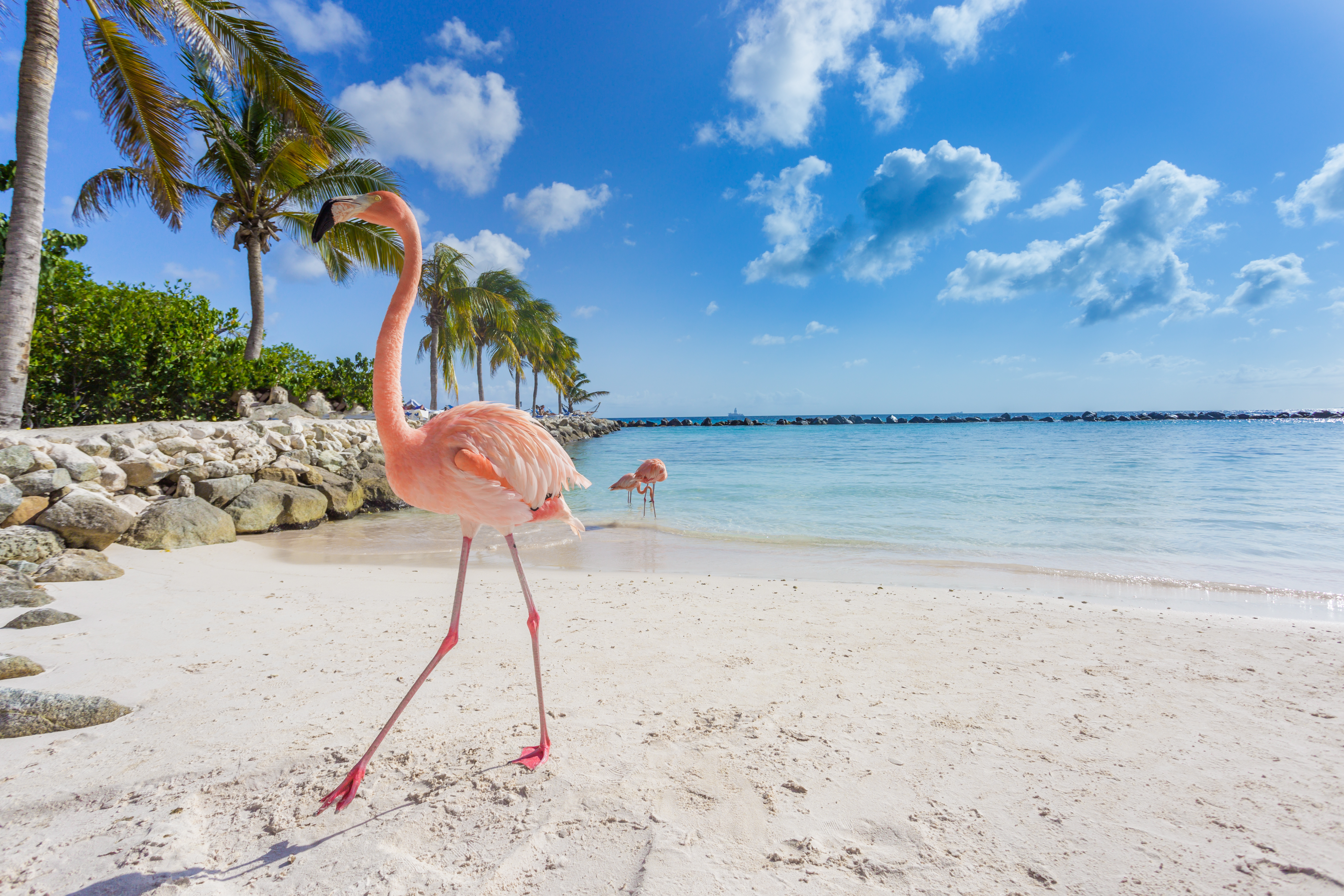 ¿Por qué viajar a Aruba ?