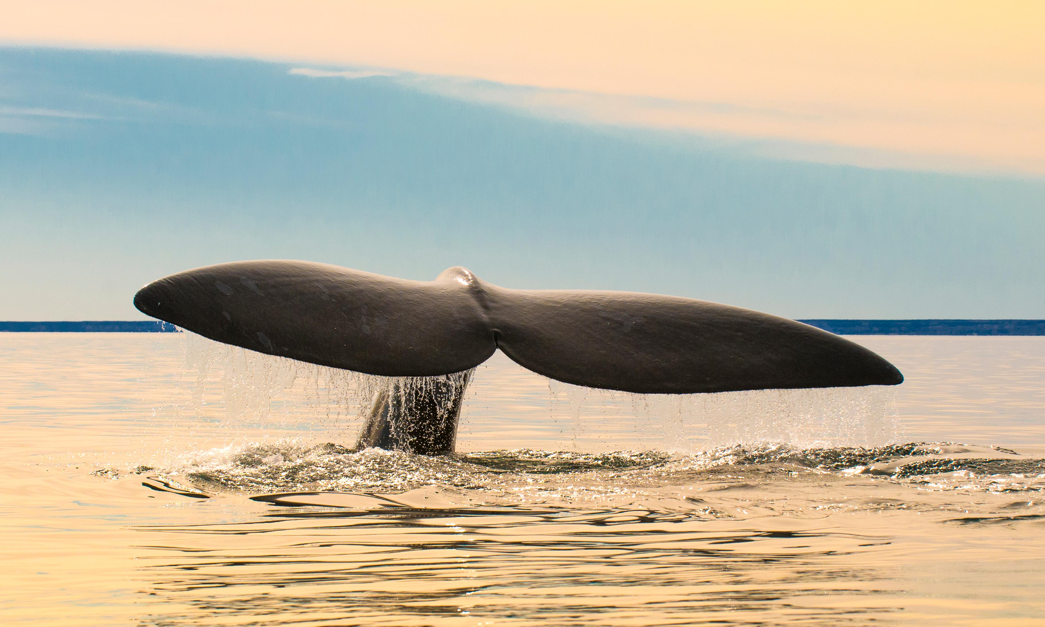 AVISTAJE DE BALLENAS EN PUERTO MADRYN