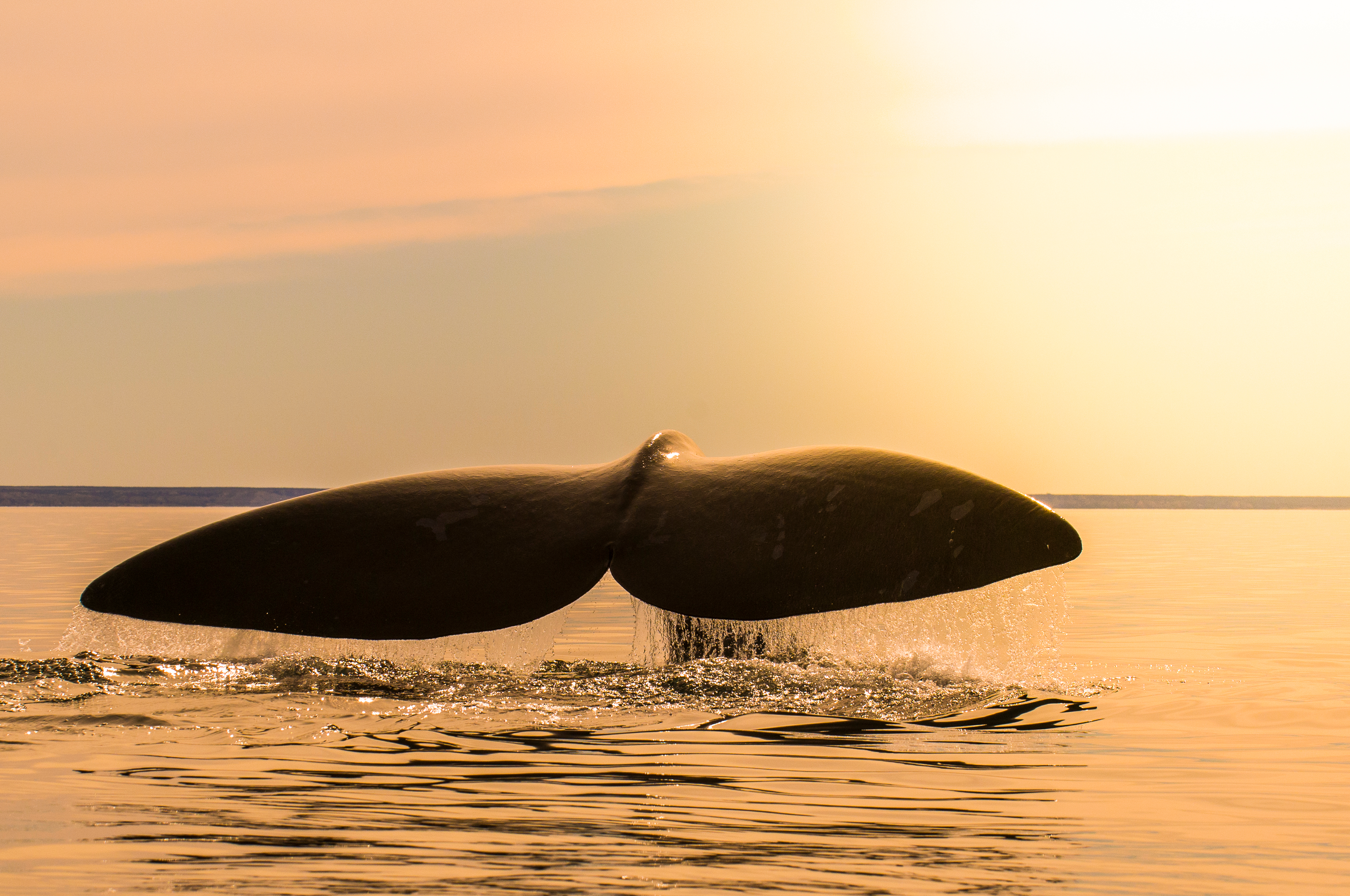 AVISTAJE DE BALLENAS