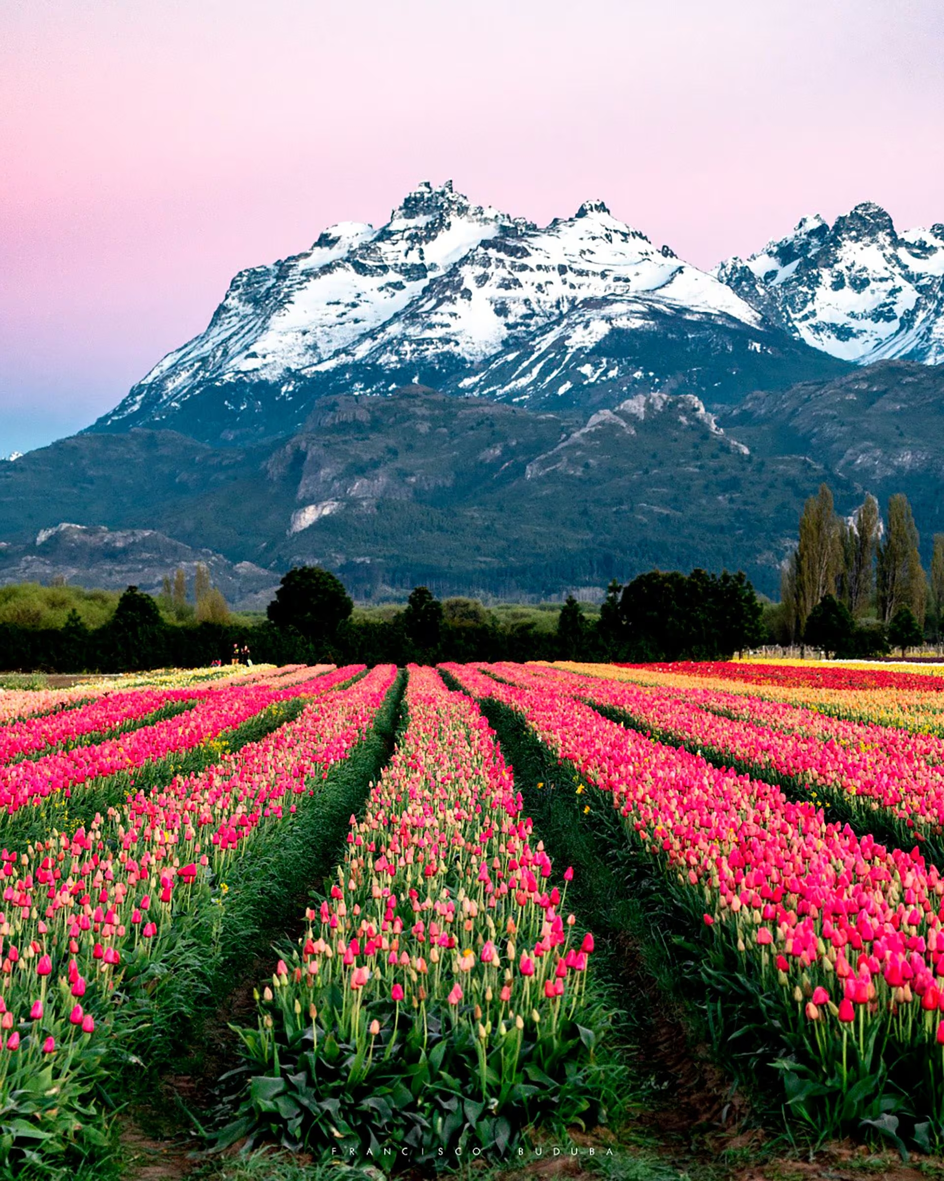 CAMPO DE TULIPANES 